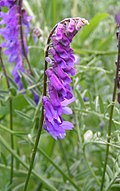 Profile Picture of Vicia craccaon Wikipedia