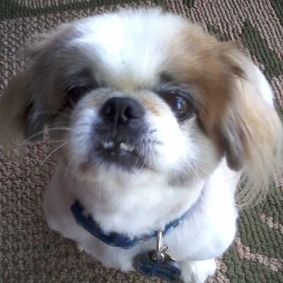 Profile Picture of Cynthia Goldstein (@Cyn_Gold) on Twitter