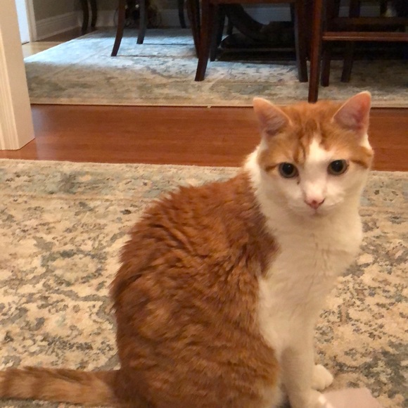 Profile Picture of Dixie Bertucci (@dbertucci19) on Poshmark