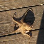 Profile Picture of Aaron Brittian (@ctwboys54) on Instagram