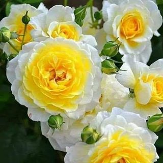 Profile Picture of Sweetie Anne (@sweetie.anne.5209) on Facebook