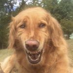 Profile Picture of Mark Corlett (@markycorly) on Instagram