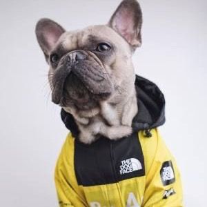 Profile Picture of Aaronwhite (@aarondwhite) on Tiktok