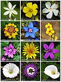 Profile Picture of Flower - Wikipediaon Wikipedia