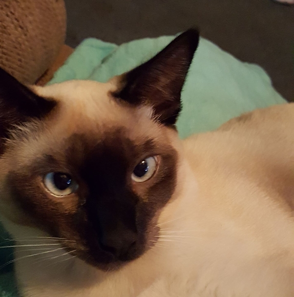 Profile Picture of Janet Lampke (@speedy2220) on Poshmark