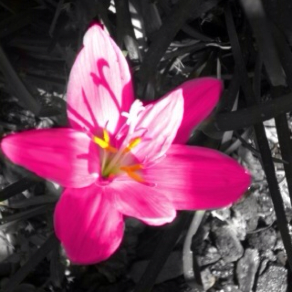 Profile Picture of Ruby Stone (@rubylove007) on Poshmark