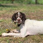 Profile Picture of Dave The Springer (@dave.thespringer) on Instagram