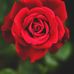 Profile Picture of rasaan life (@lide.rahman.1) on Facebook