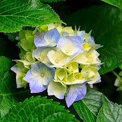 Profile Picture of Kenneth “HASSAN” Reeds (@kennethreeds6364) on Youtube