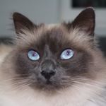 Profile Picture of Bmyflowers & Birman cat Barry (@bmyflowers.and.birmanbarry) on Instagram
