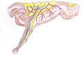 Profile Picture of Meckel's diverticulum - Wikipediaon Wikipedia