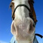 Profile Picture of Kathy Partlow (@partlowkathy) on Instagram