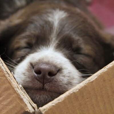 Profile Picture of Anton Kuznetsov (@KuznetsovAntony) on Twitter