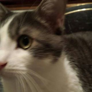 Profile Picture of Josh Mengel (@Josh-Mengel) on Facebook