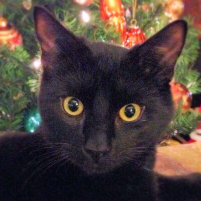 Profile Picture of Zoe_catastic (@DarylCote) on Twitter