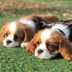 Profile Picture of George & Tucker (@kingcharlesbros) on Instagram