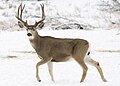 Profile Picture of Mule deer - Wikipediaon Wikipedia