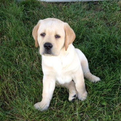 Profile Picture of Tyler Buss (@busst1004) on Twitter