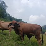 Profile Picture of Emeterio Rodriguez (@emeterio.rodriguez.59904) on Facebook