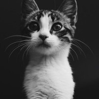 Profile Picture of Ömer Faruk Sevim (@Ömer-faruk-sevim-1) on Quora