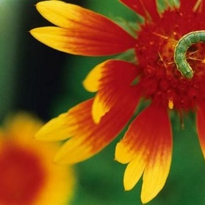 Profile Picture of Tomoko A (@tomoko1121) on Myspace