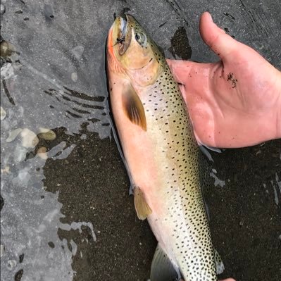 Profile Picture of Daryl Babb (@DarylBabb) on Twitter