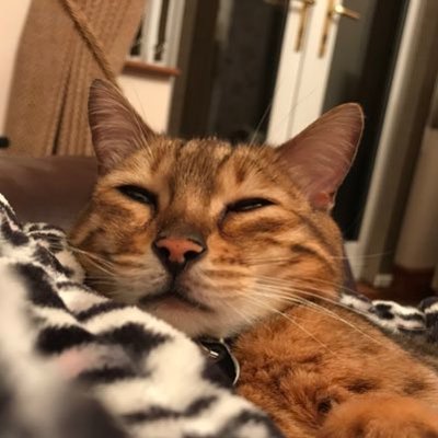 Profile Picture of Kim Butters (@KimButters3) on Twitter