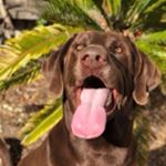 Profile Picture of D’artagnan is above (@ian.iveson) on Instagram