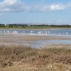 Profile Picture of Avi Ben Ayon (@aviba1959) on Twitter