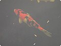 Profile Picture of Showa (fish) - Wikipediaon Wikipedia