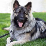 Profile Picture of Jeff Foster (@hanktheshiloh) on Instagram