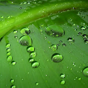 Profile Picture of Nganha Nguyen (@nganhanguyen9426) on Youtube