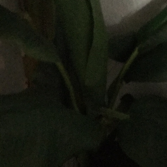 Profile Picture of Alise Agdeppa (@abeth_luv) on Poshmark