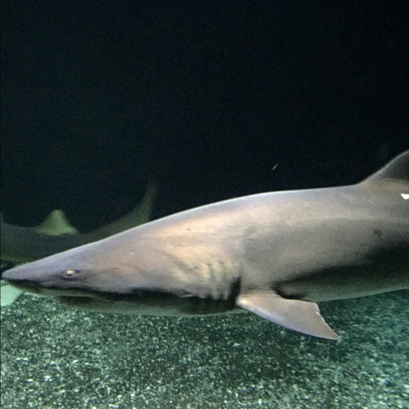 Profile Picture of Brian Proctor (@proc77) on Poshmark