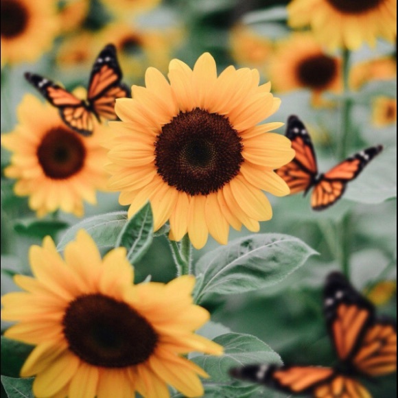 Profile Picture of Amanda Simpson (@mandymandalynn) on Poshmark