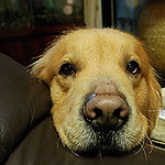 Profile Picture of Joseph Liang (@Joseph Liang) on Flickr