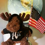 Profile Picture of Kei The Amoosing Moose 💕 (@kei_the_alaskan_moose) on Instagram