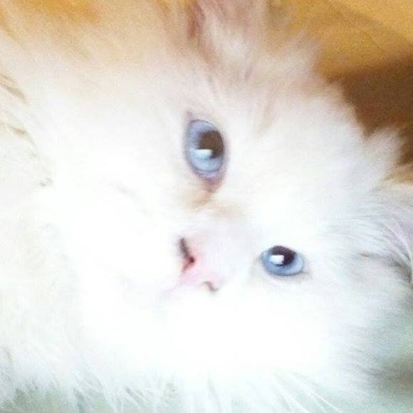 Profile Picture of Cindy Rodriguez (@cindyrodrigu555) on Poshmark