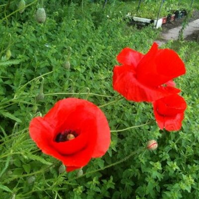 Profile Picture of Michael Motyka (@mmoty1) on Twitter