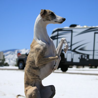 Profile Picture of Diane Bollinger (@MapleWhippet) on Twitter