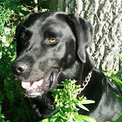 Profile Picture of Thomas Maschek (@thomasmaschek3488) on Youtube