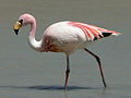 Profile Picture of James's flamingoon Wikipedia