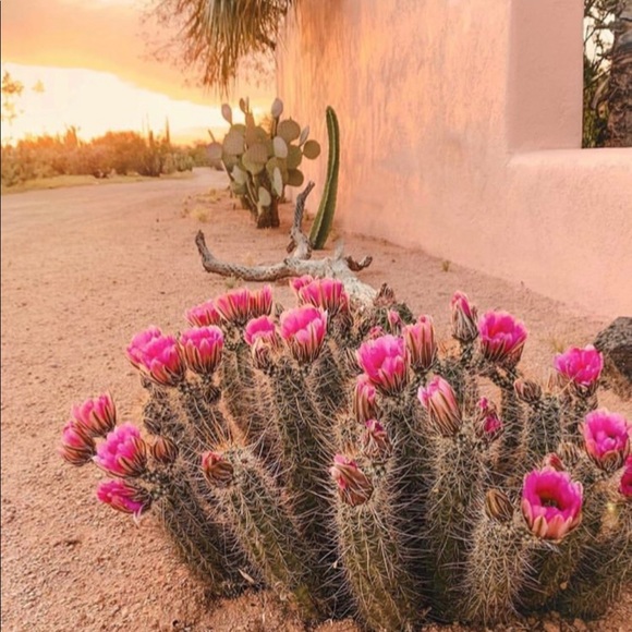 Profile Picture of Adriana Resendiz (@rsndzadri) on Poshmark