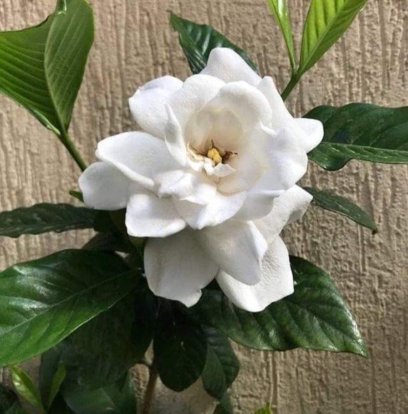 Profile Picture of Gardenia Gardenia (@gardenia_g) on Poshmark