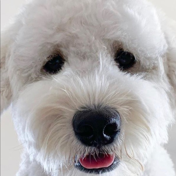 Profile Picture of Paul Singh (@paulsingh675) on Poshmark