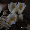 Profile Picture of Yong Sreng Cheng (@Yong Sreng) on Flickr