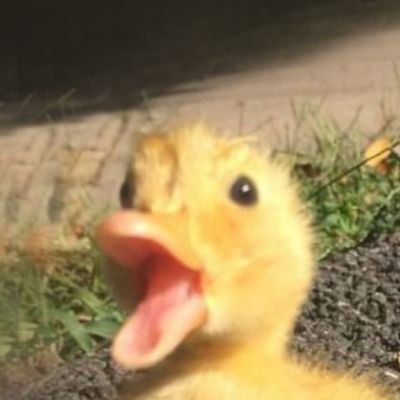 Profile Picture of Thomas Wiebe (@ThomasWiebe4) on Twitter