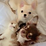 Profile Picture of 호두&마루&치즈&쿠키 (@ho_ma_chee_coo) on Instagram