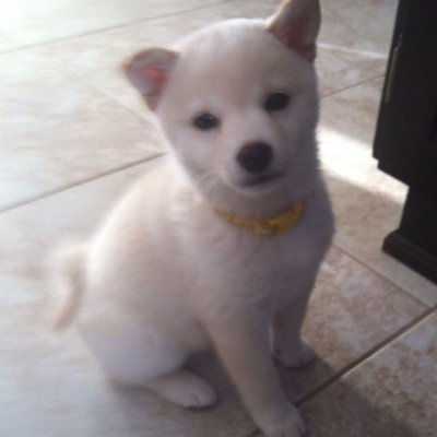 Profile Picture of Barry Cutler (@cutler7) on Twitter