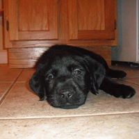 Profile Picture of Joe Augustine (@joe-augustine-20) on Quora